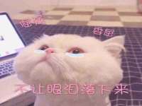 上海运博鹏网络技术有限公司