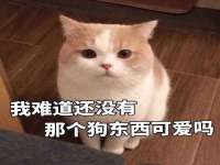 上海运博鹏网络技术有限公司