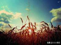 上海运博鹏网络技术有限公司