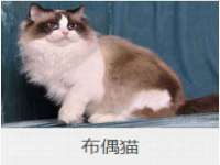 上海运博鹏网络技术有限公司