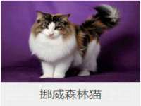 上海运博鹏网络技术有限公司