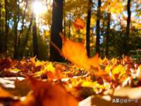 上海运博鹏网络技术有限公司