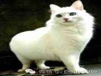 上海运博鹏网络技术有限公司