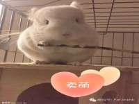 上海运博鹏网络技术有限公司