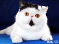 上海运博鹏网络技术有限公司