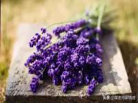 上海运博鹏网络技术有限公司